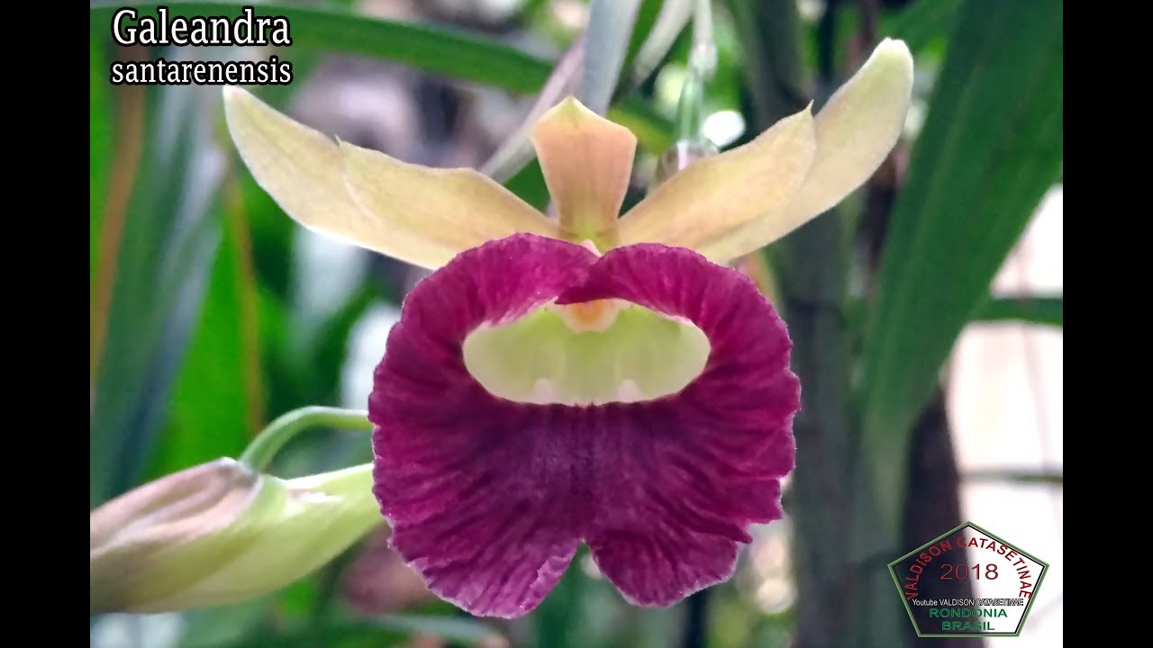 Fecundando uma flor de Galeandra, vídeo 1