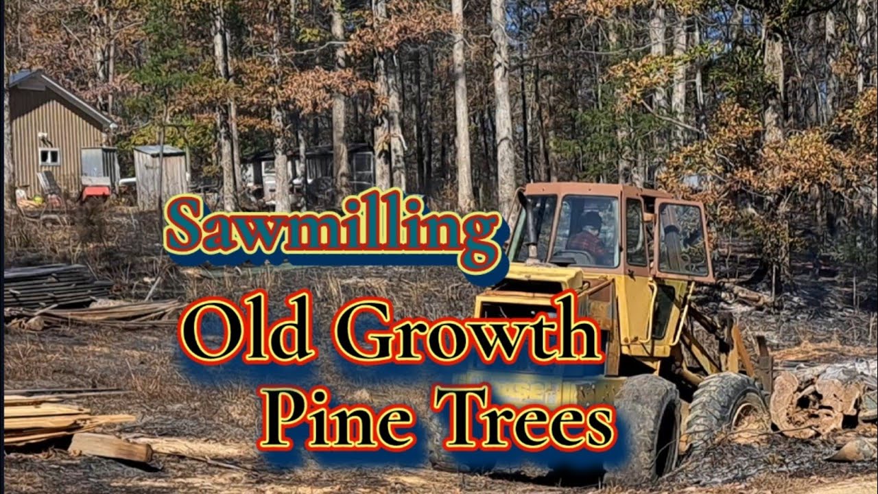 Sawmill-Old Growth Pine trees#sawmill#woodmizer
