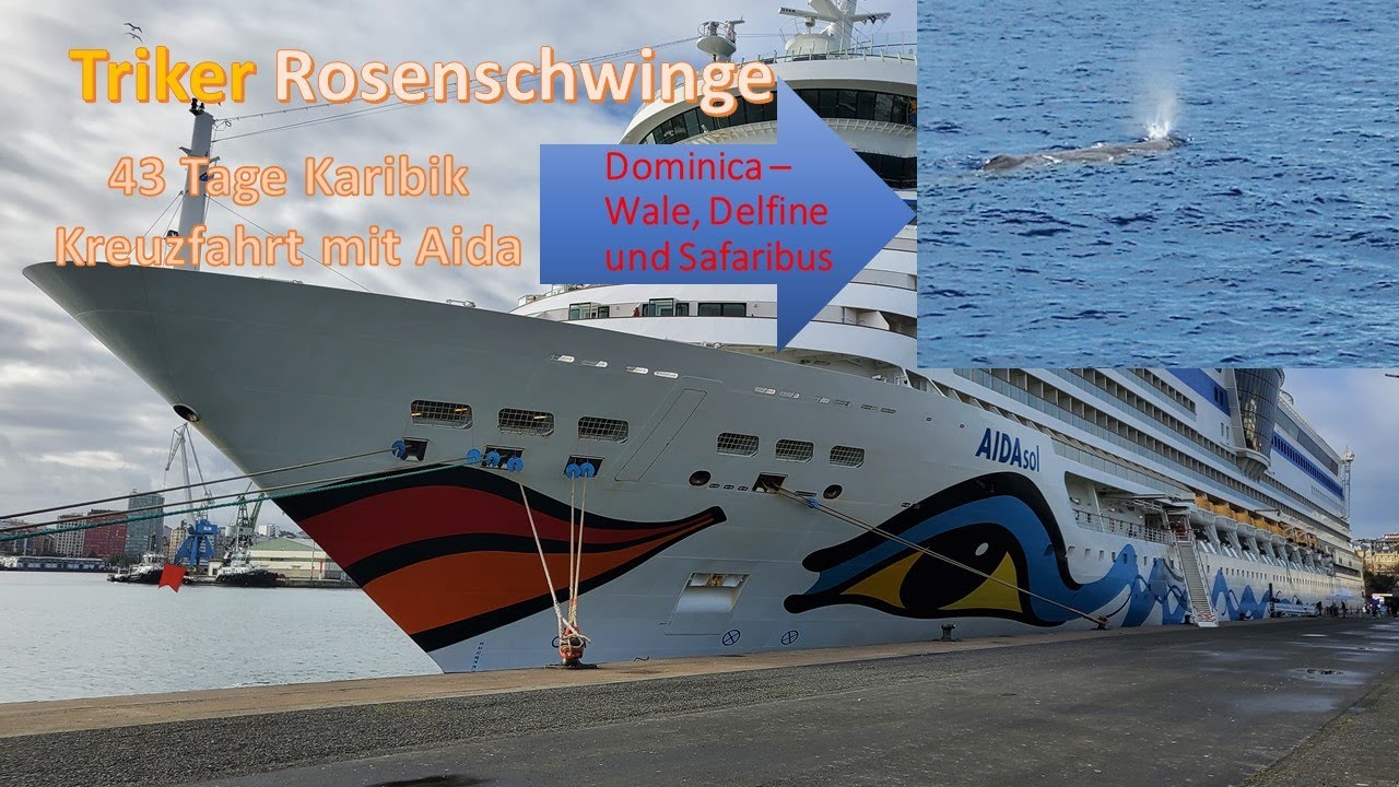 Wale, Delfine und Safaribus auf Dominica - Whales, Dolphins and Safaribus on Dominica