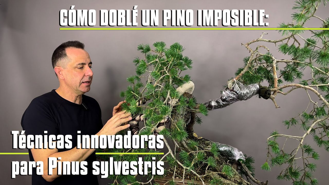 CÓMO DOBLÉ un Pino IMPOSIBLE: La Técnica SECRETA del Pinus Sylvestris