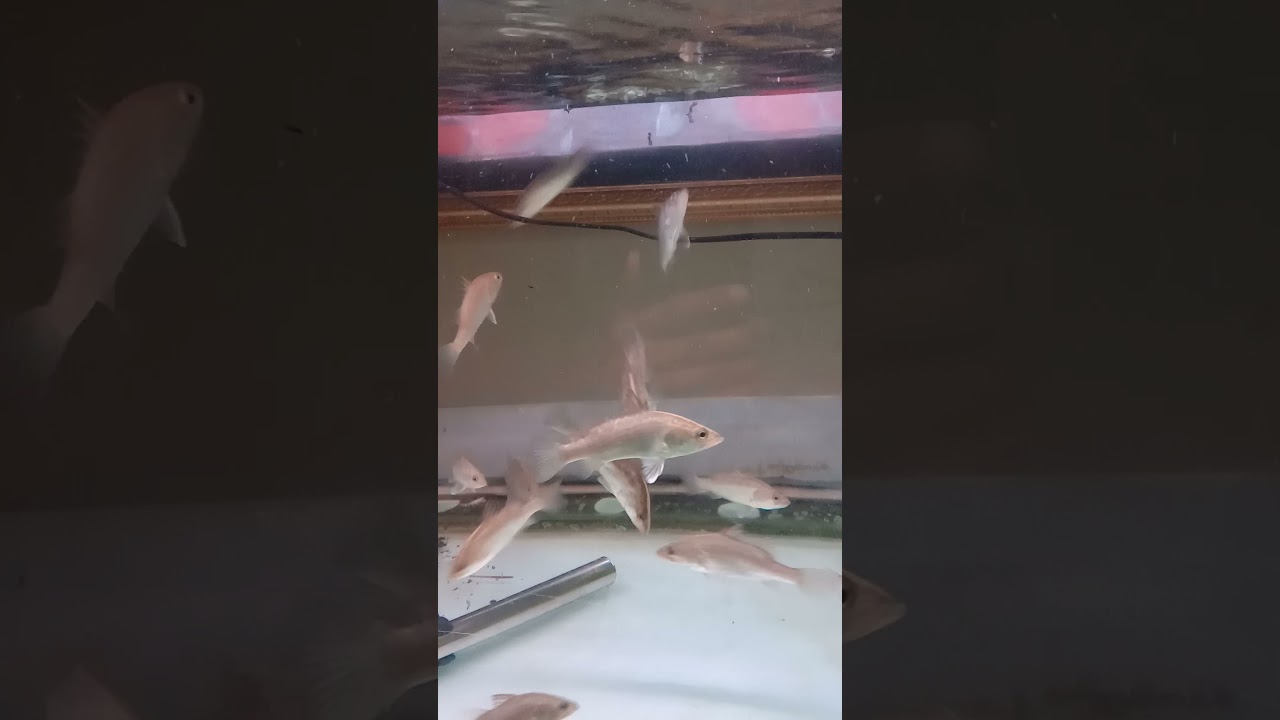 ngasi makan ikan kakap putih / baramundi air tawar ,