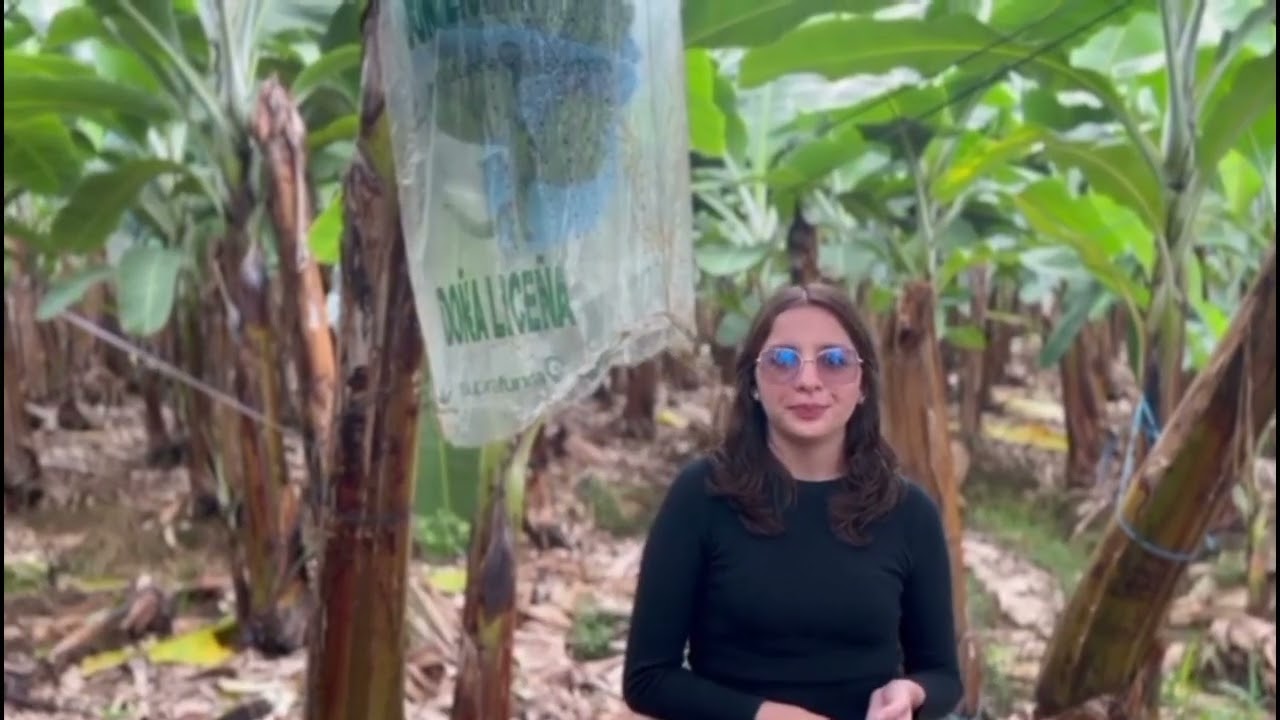 INCIDENCIA DEL CAMBIO CLIMÁTICO EN PEQUEÑOS PRODUCTORES DEL SECTOR BANANERO