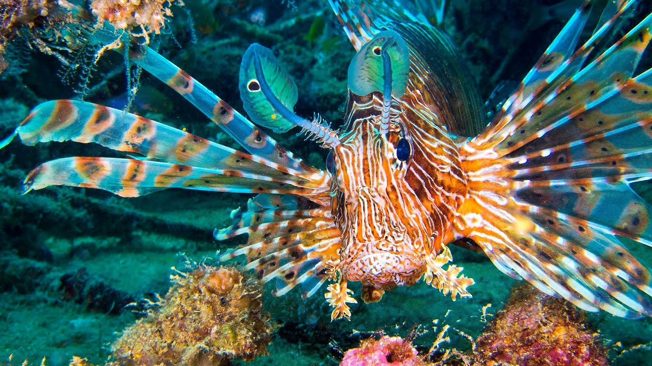 After a Hard Day — Ocean Ambient | Calm Underwater World