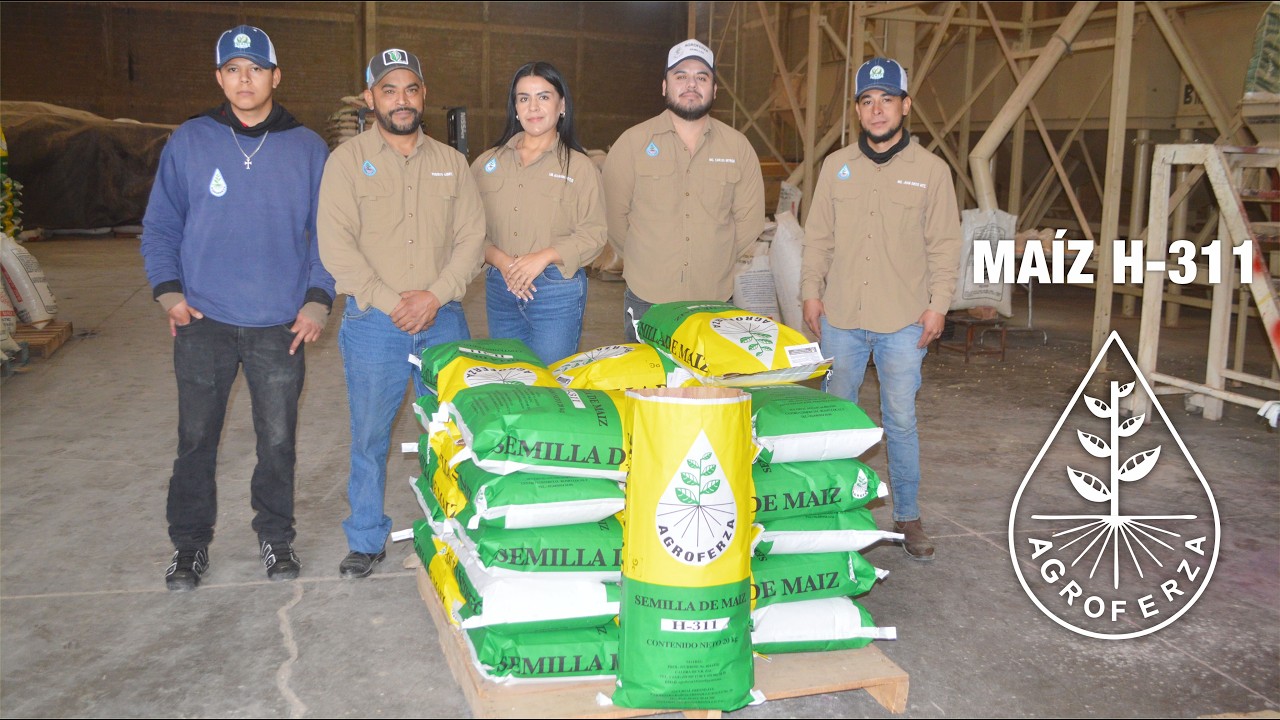 El ORGULLO de NUESTRA TIERRA, MAÍZ H-311🌽🌽🌽