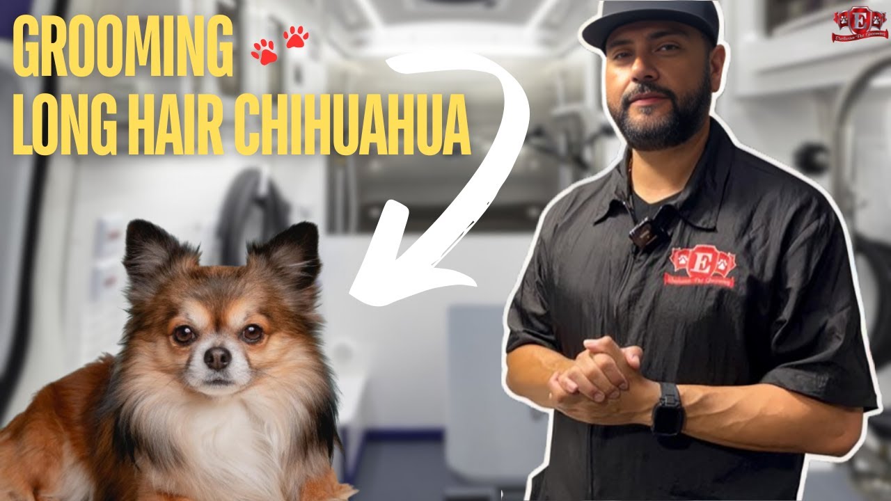 Long-Haired Chihuahua Grooming ✂️ | Cute and Clean Transformation!