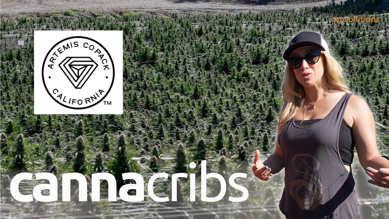 Artemis Co-Pack: A Lifeline for Northern California’s Small Cannabis Farmers