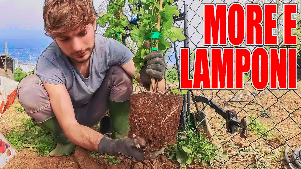 Come PIANTARE e COLTIVARE More e Lamponi