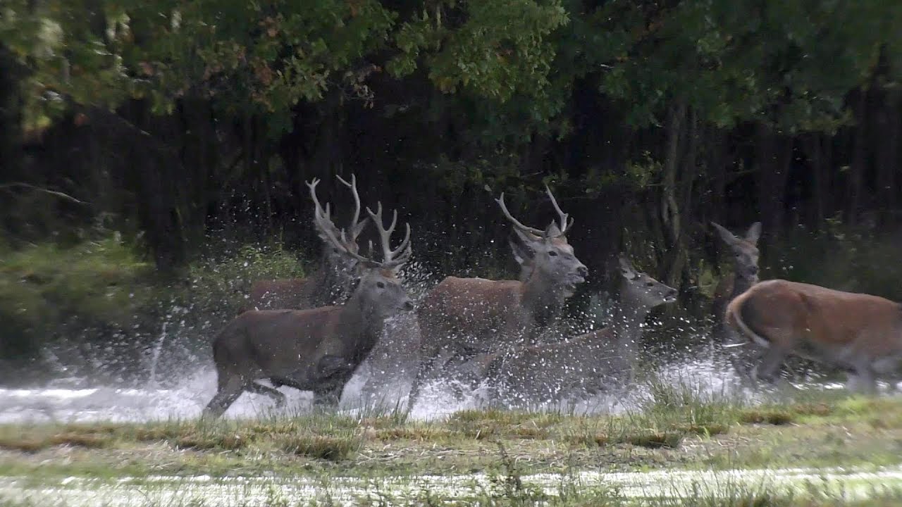 Edelhert bronst burlen spektakel gevecht Weerterbos UHD / 4K 20171002