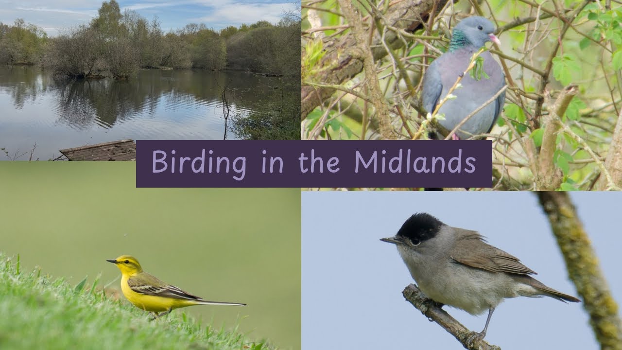 Birding in the Midlands