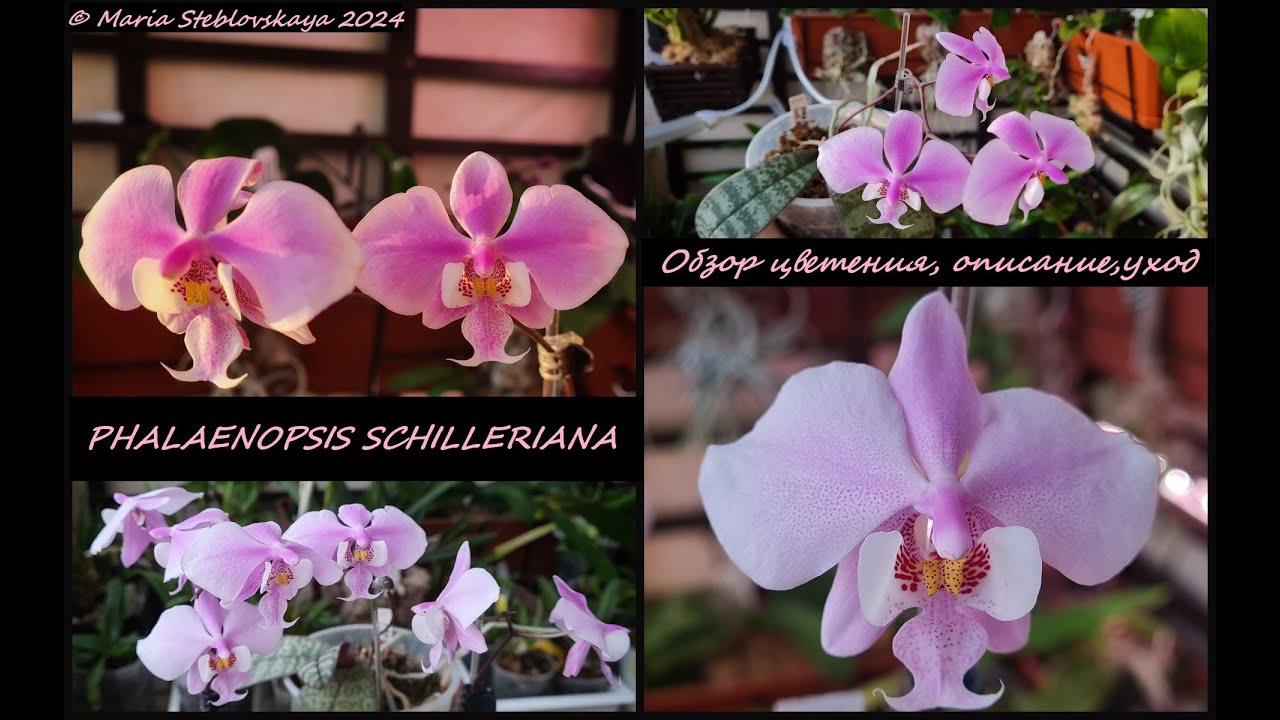 PHALAENOPSIS SCHILLERIANA - обзор цветения, описание, уход