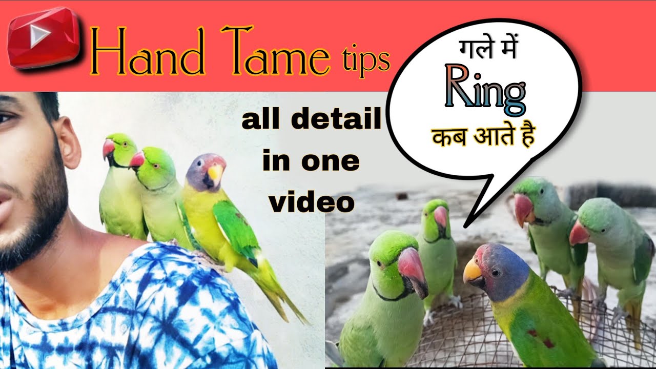 All In One Video || तोते को HandTame कैसे करे || Ring कब आते है || breeding कैसे करवाएं||