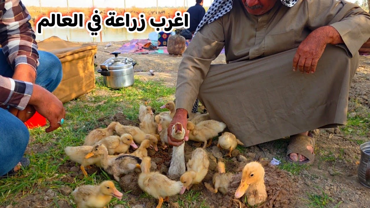 اغرب طرق الزراعه للبط😲 +ابو عباس يحذر  وينصح المواطنين بشراء الدروع 