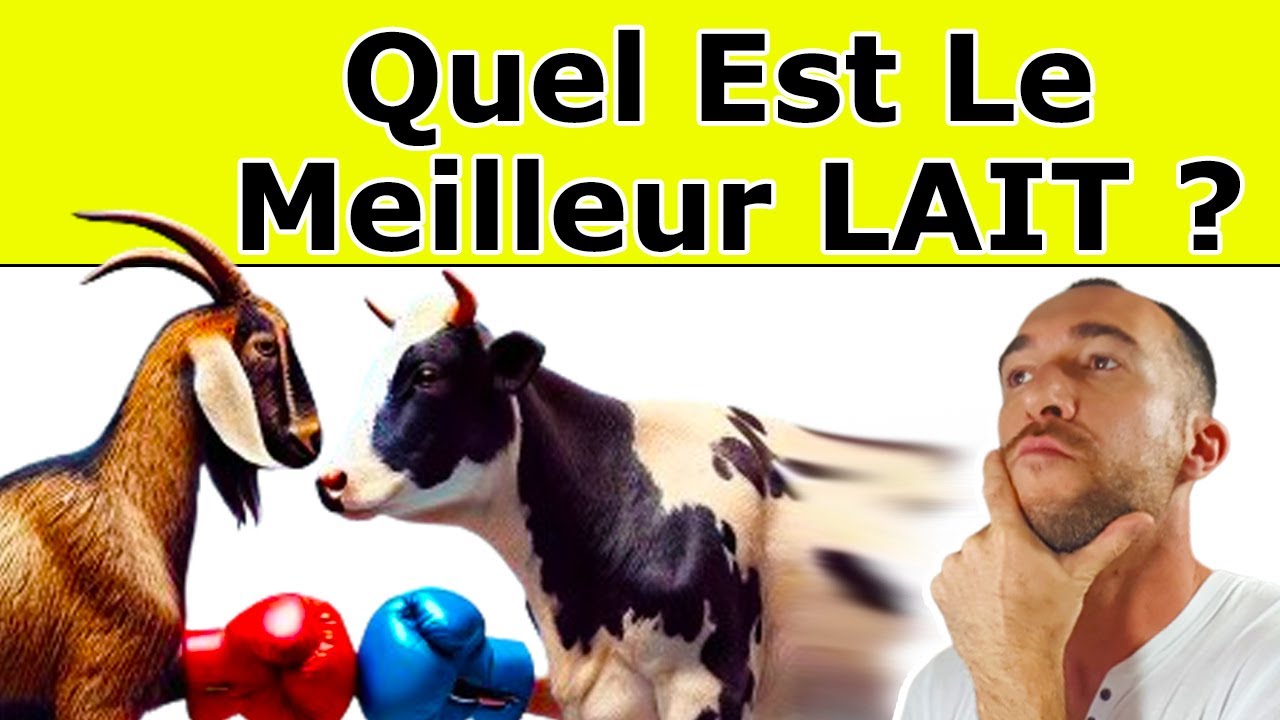 Voici Pourquoi Les Laits De CH&Egrave;VRE / BREBIS Sont Meilleurs Que Le LAIT DE VACHE
