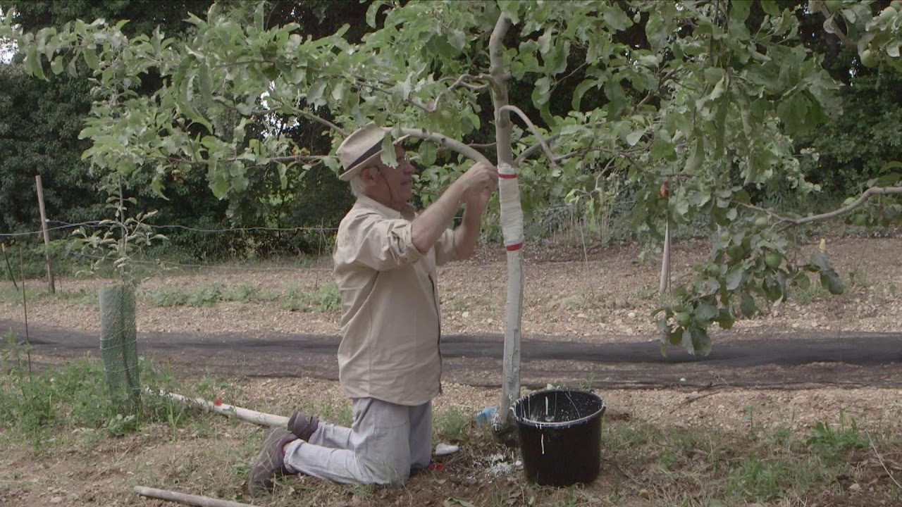 Comment soigner un arbre blessé ? 👨‍⚕️ Cataplasme naturel & conseils d’expert 🌳