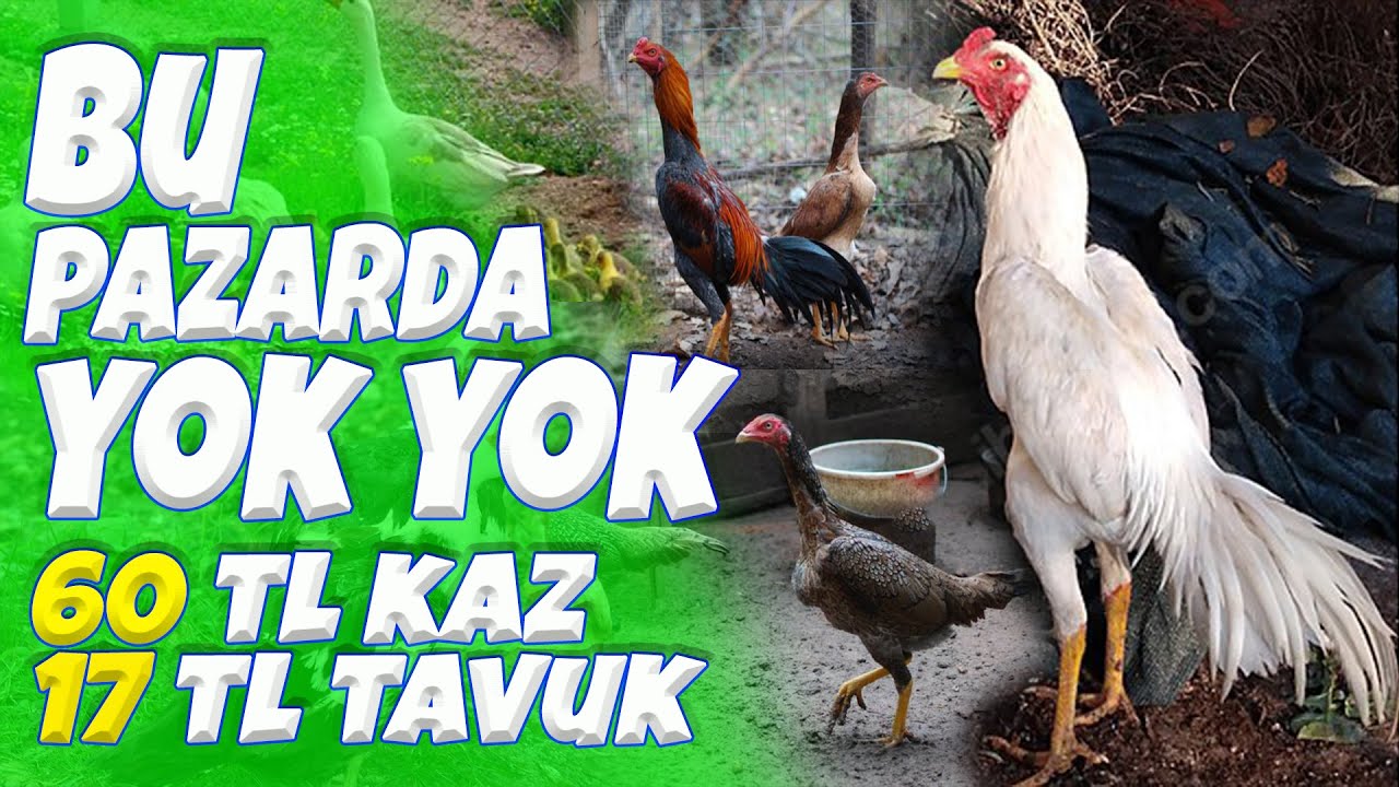 Pazarda Para Var   Ankara Tavuk Pazarı