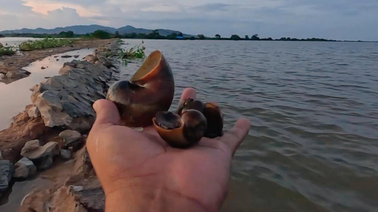Harvesting River Snails for 4 Hours | ASMR Riverside Nature Sounds