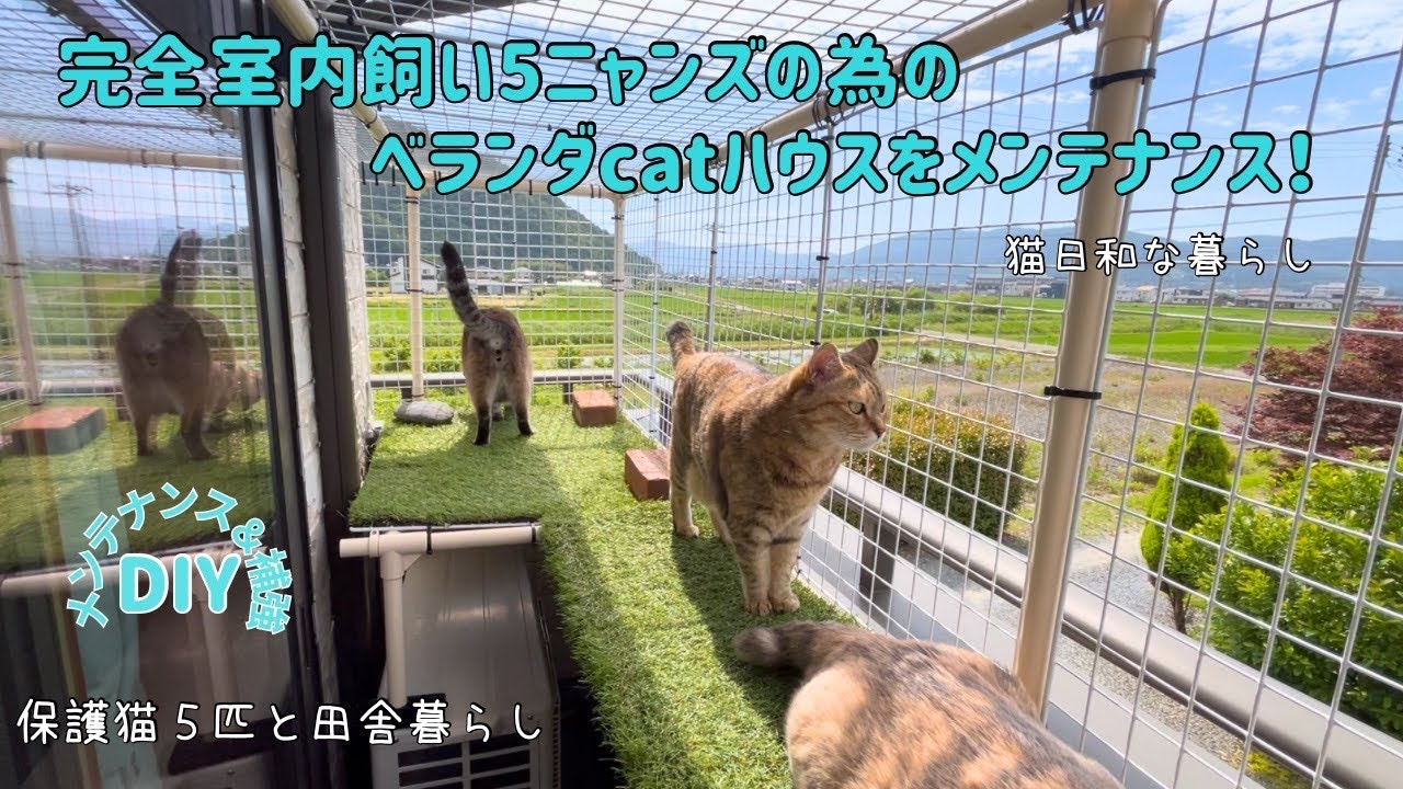 【やっとできたベランダcatハウスのDIY】catハウスのメンテナンス＆補強/晴天のベランダを満喫するニャンズ
