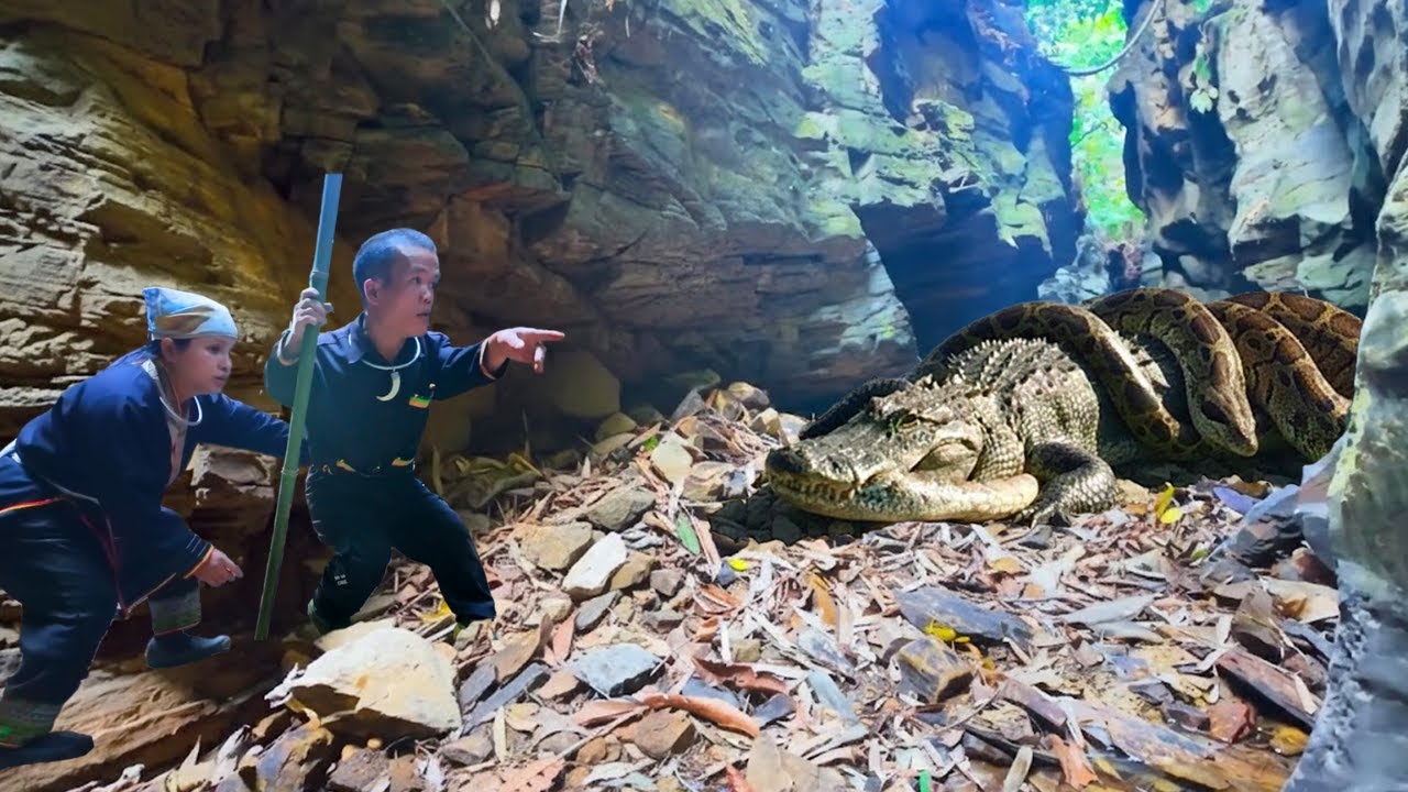 Giant Python vs Crocodile! Dwarf Family Faces Deadly Wildlife Battle in the Dark Jungle