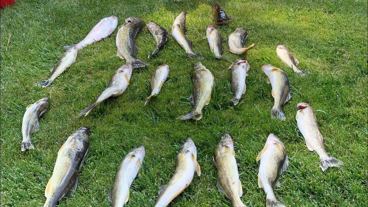 Bank Fishing for Walleye and Rainbow Trout on the Columbia River! (Sturgeon Gone Wrong)
