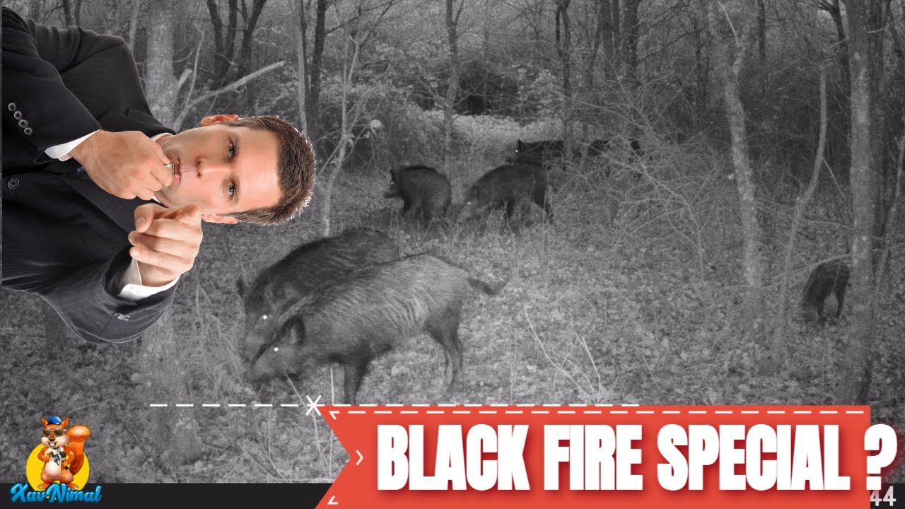 Black Fire Special, un attractant sanglier. #blackfire
