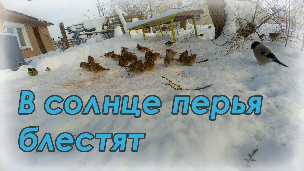 В солнце перья блестят