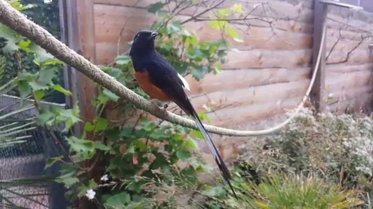 Shama bird loves to sing with me