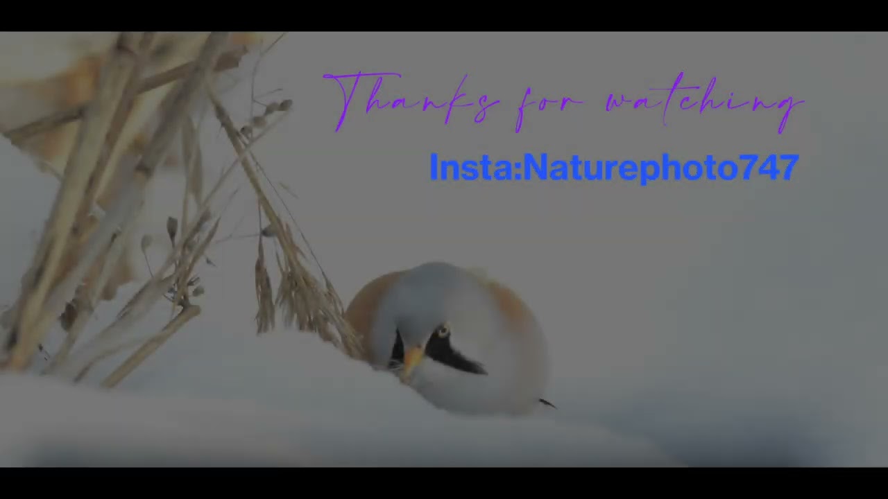 Bearded reedling enjoying the food.