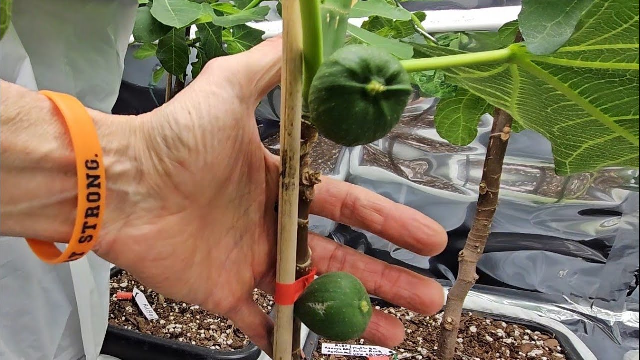 Fig Tree Headstart 2024 - Update #4
