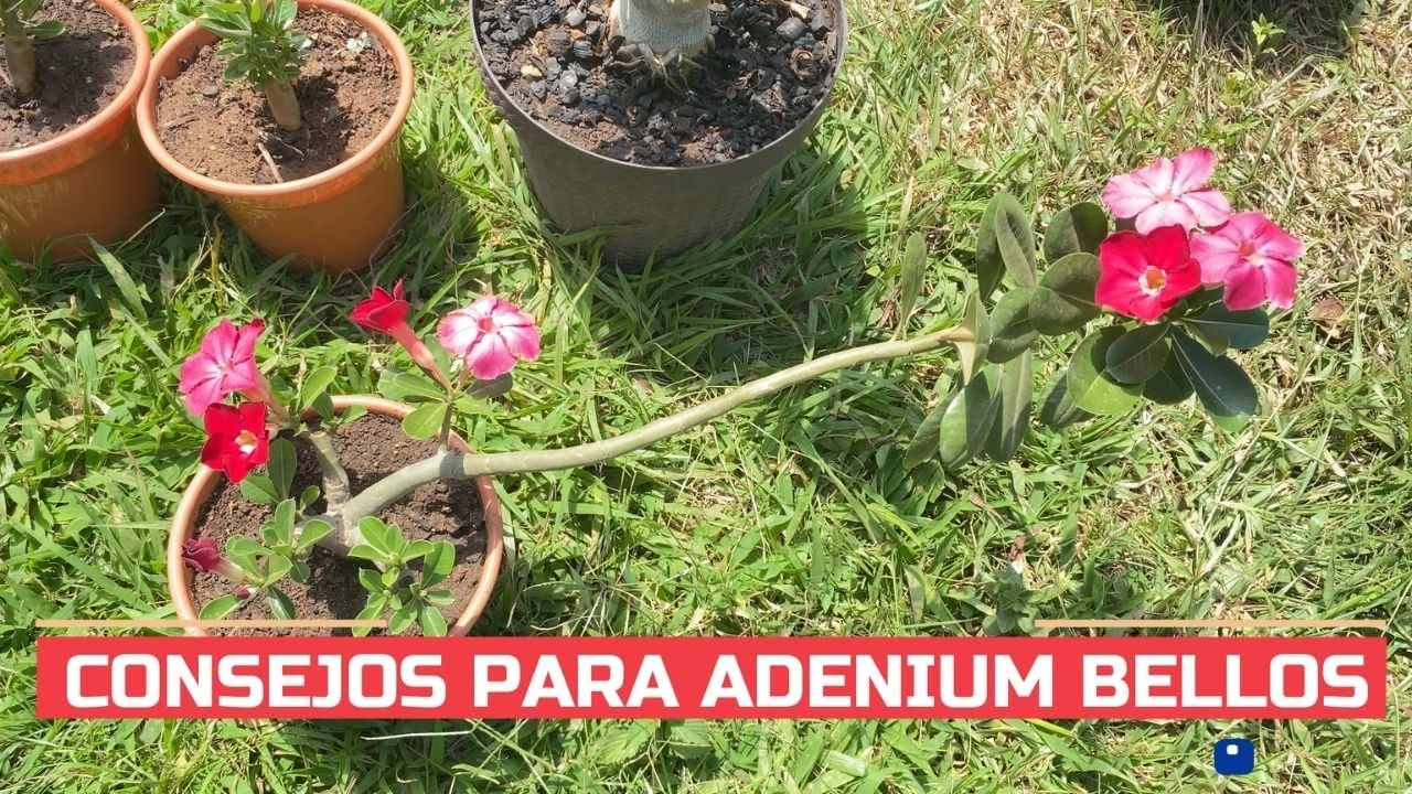 6 CUIDADOS PARA TENER ADENIUM SIEMPRE BELLOS, CUIDADOS DE ROSA DEL DESIERTO