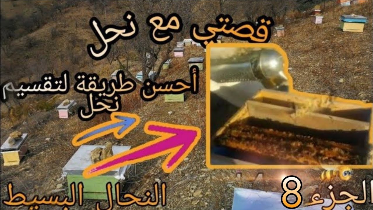 تقسيم النحل بأفضل طريقة / الجزء7