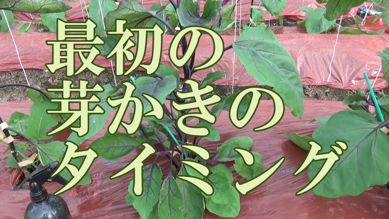 ナス、最初の芽かきのタイミングとホルモン処理