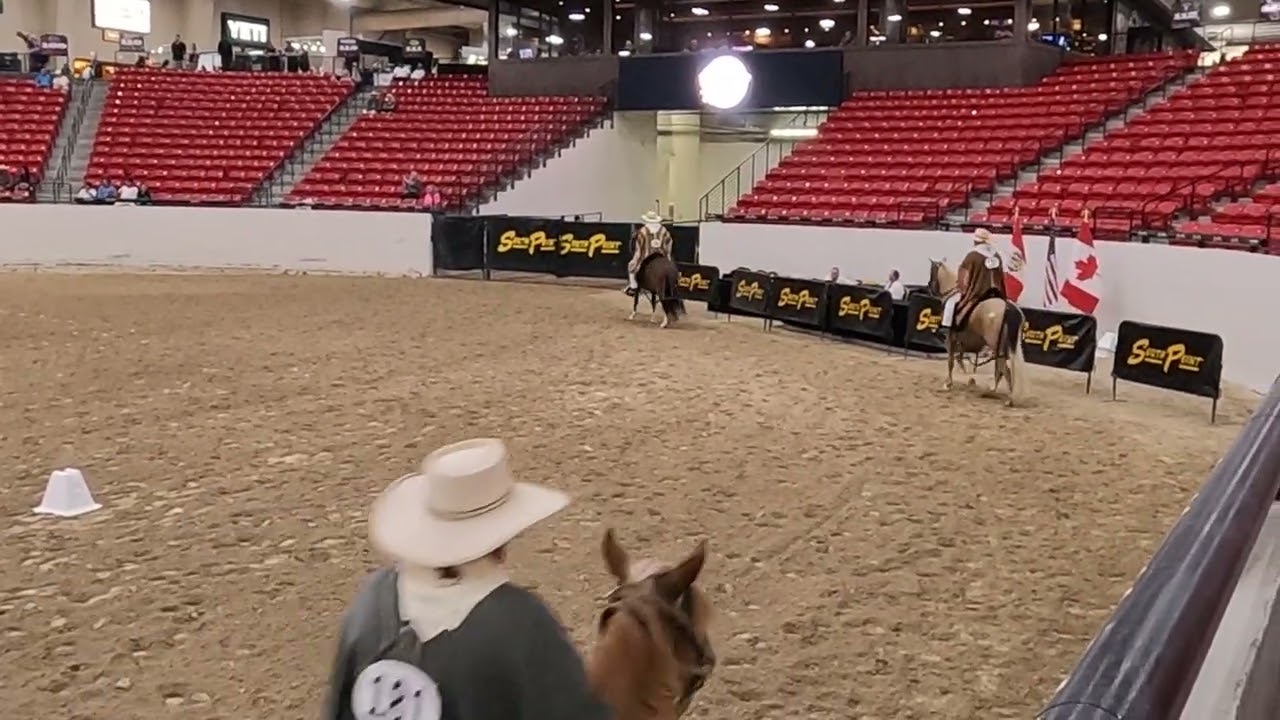 2024 Gold Rush Classic Peruvian Horse Show in Las Vegas: High stakes and stepping in Sin City