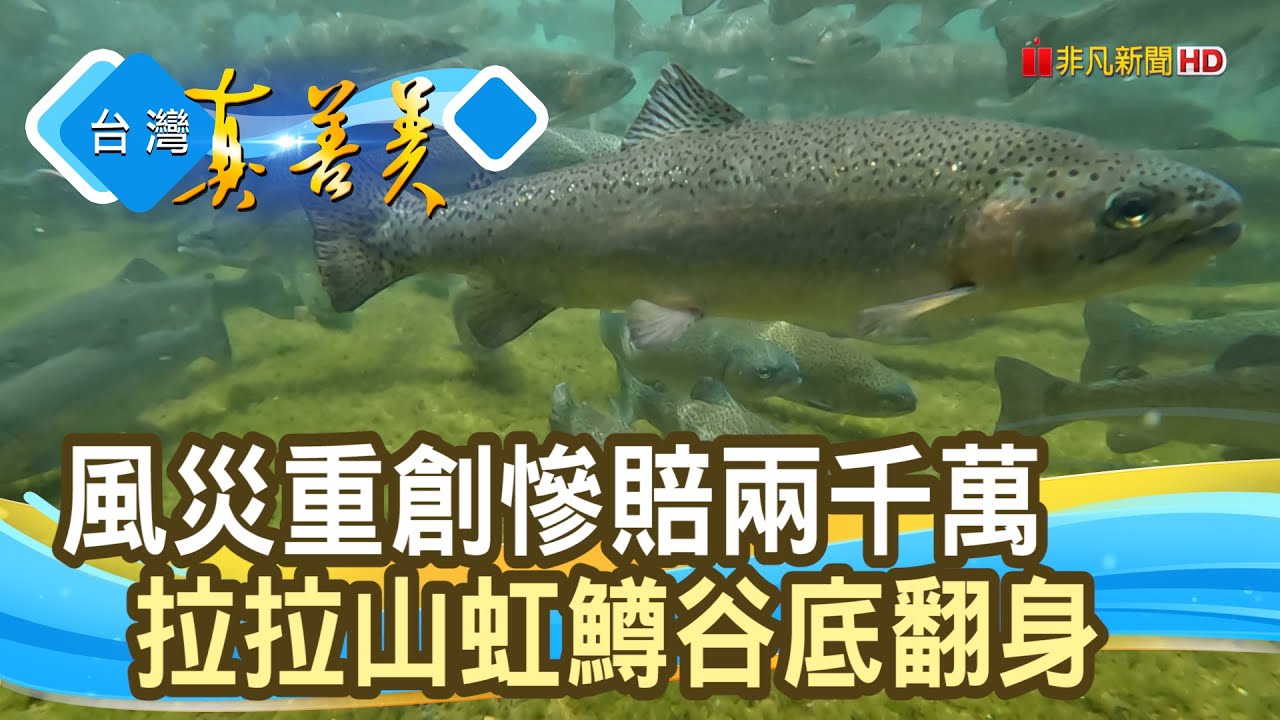 逆流而上的“虹鱒魚”｜養鱒處優 ｜【台灣真善美】2022.09.04