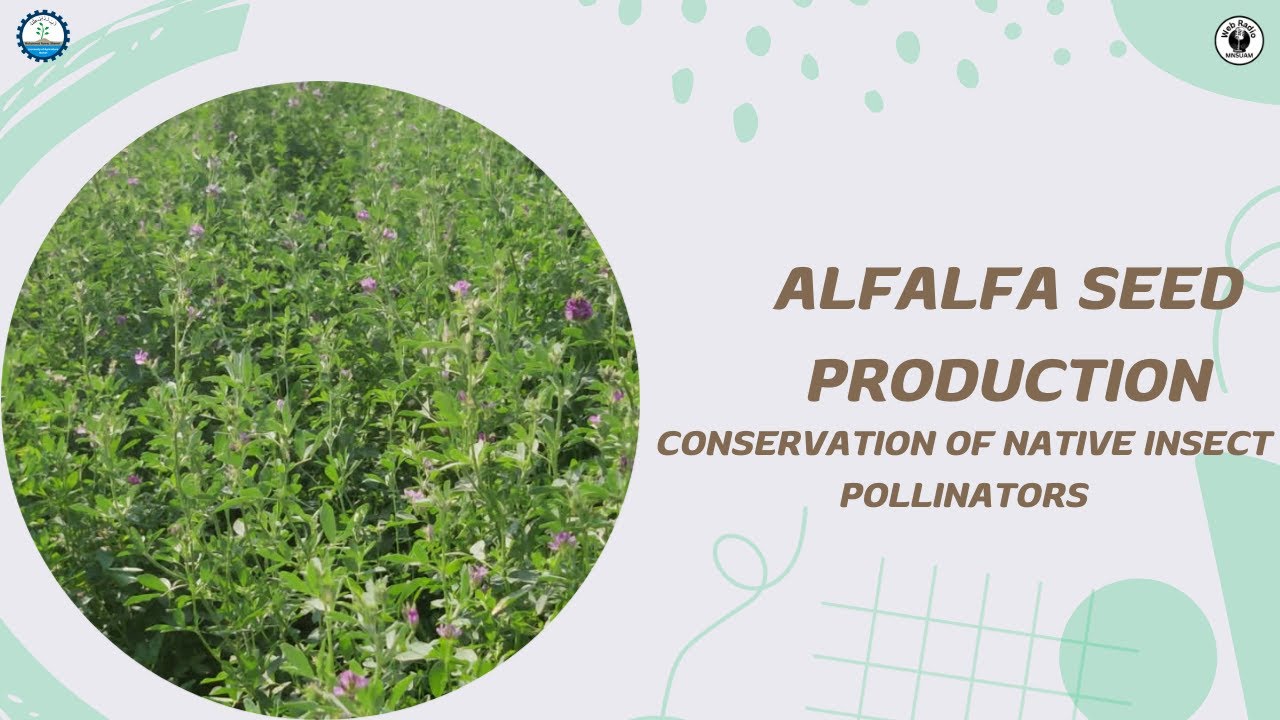 Enhanced Alfalfa Seed Production through Conservation of Native Insect Pollinators**