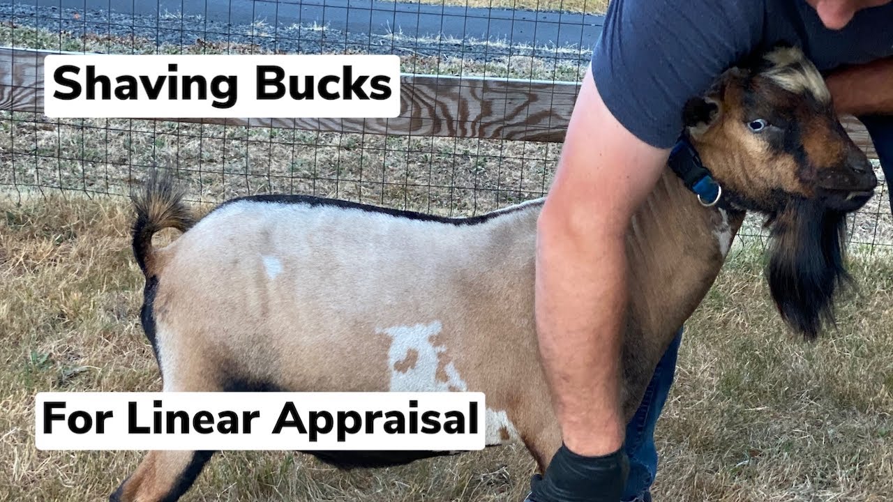 Preparing Goats For Linear Appraisal - Shaving Bucks