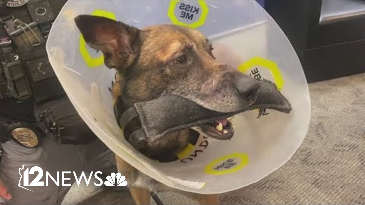 Scottsdale police K9 recovering after being shot in the face