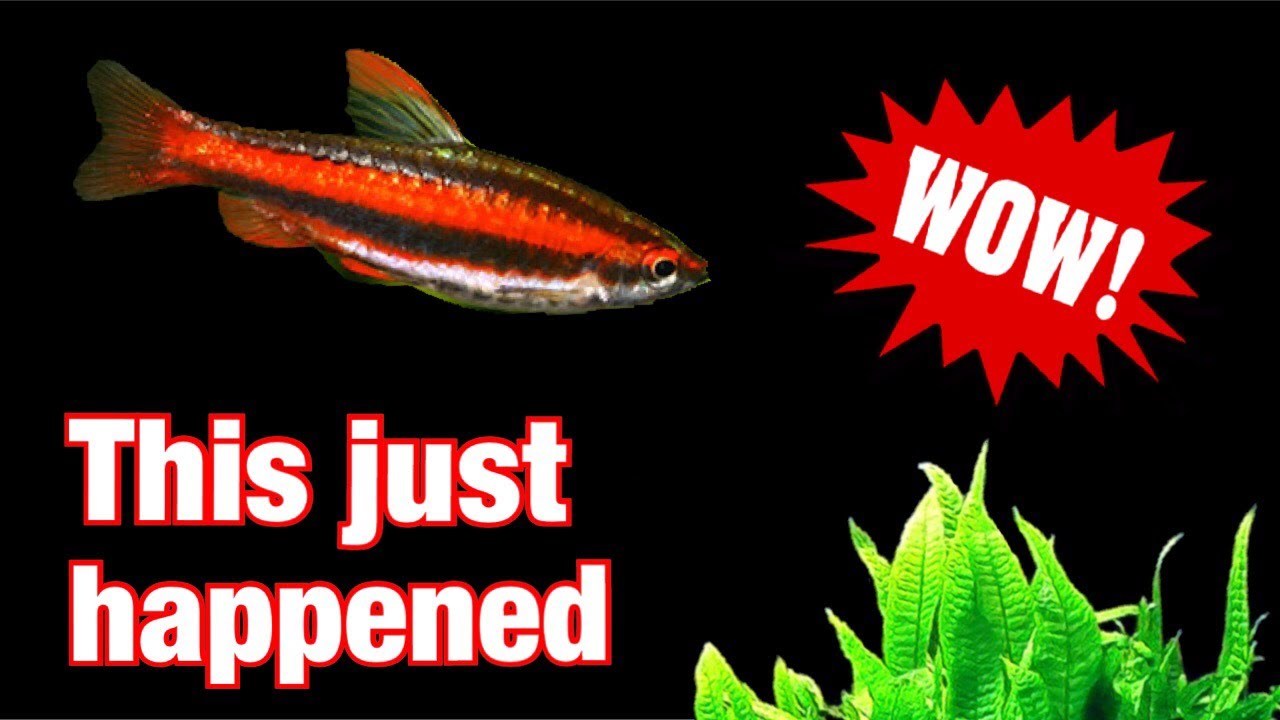 NEW Coral Red Pencilfish Spawning (Nannostomus mortenthaleri)