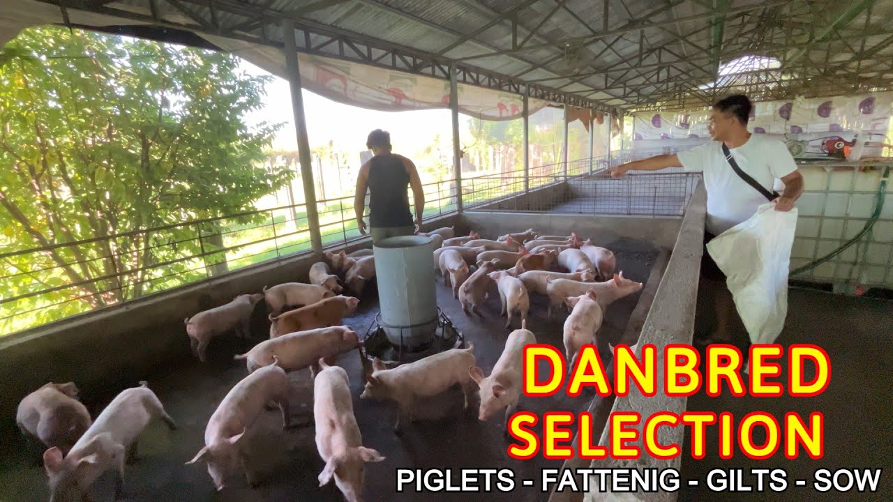 DANBRED PIGGERY FARM I JeRox