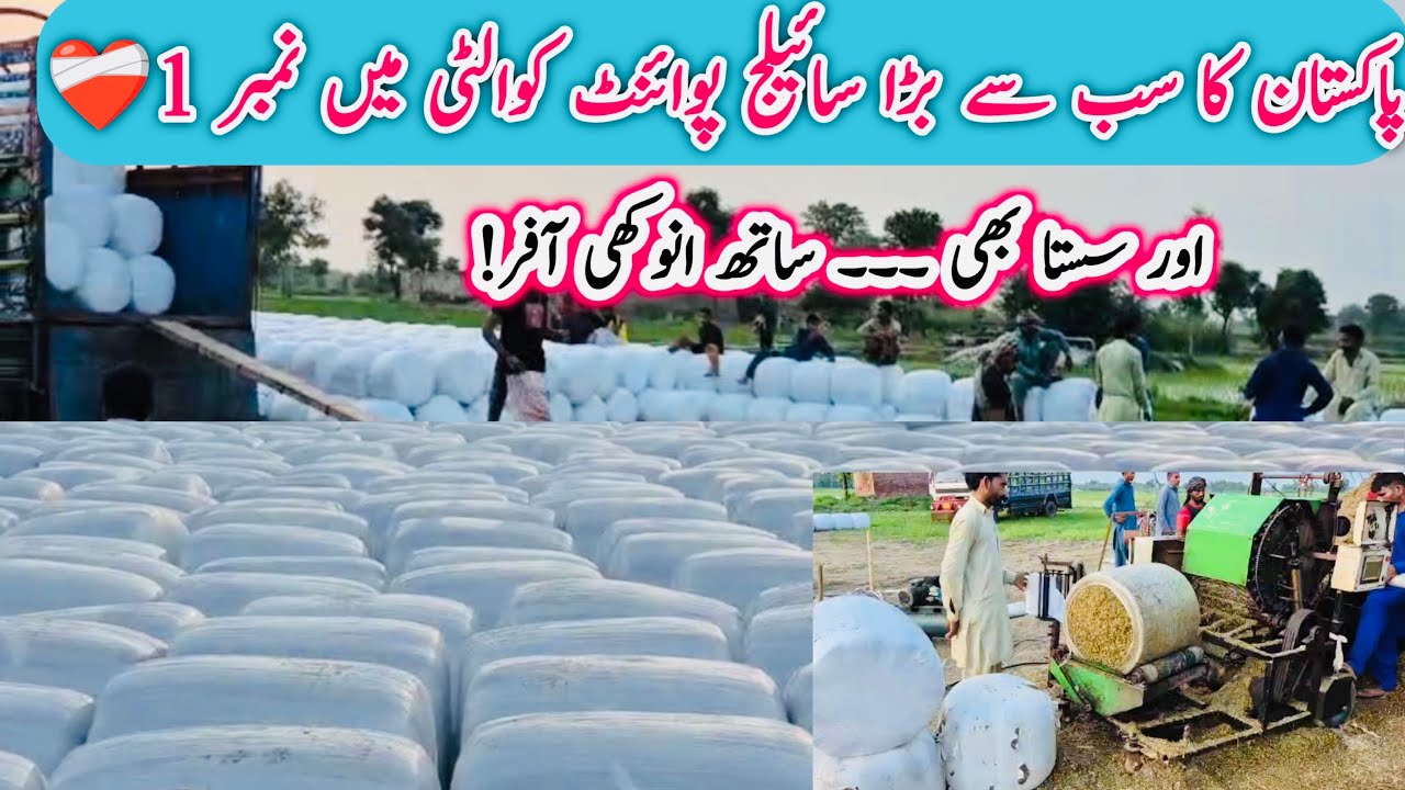 Best Quality No-1 Silage || Pure Corn Maki Silage ||Pakistan Mien First Time Big Silage Poin