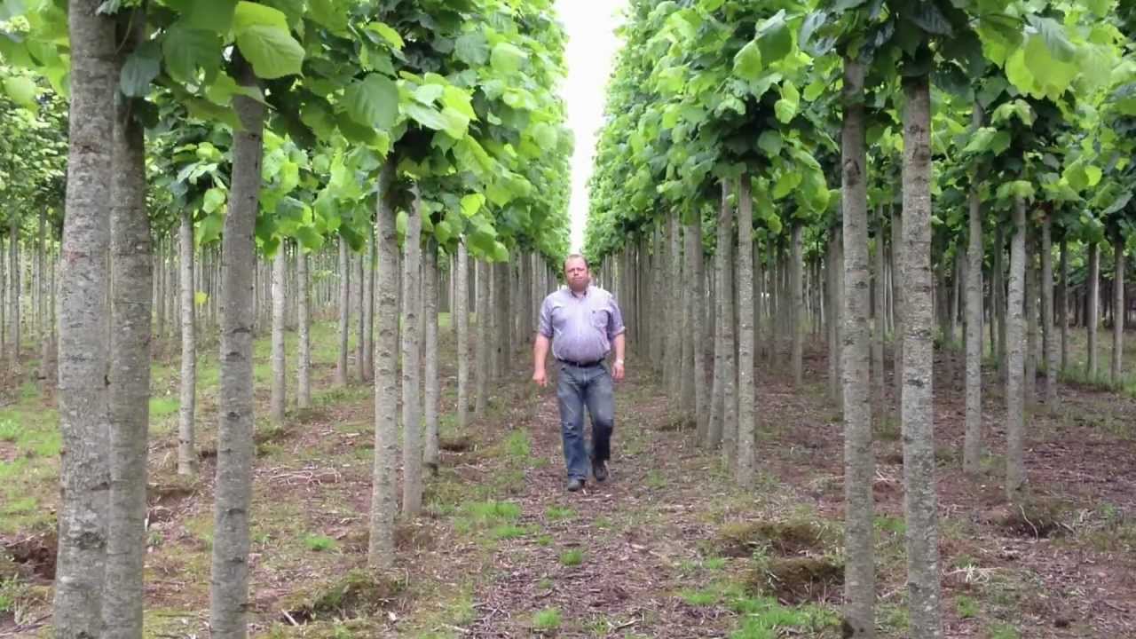 Tili Americana Nova - the American Linden / Lime - Irish Tree Centre Review