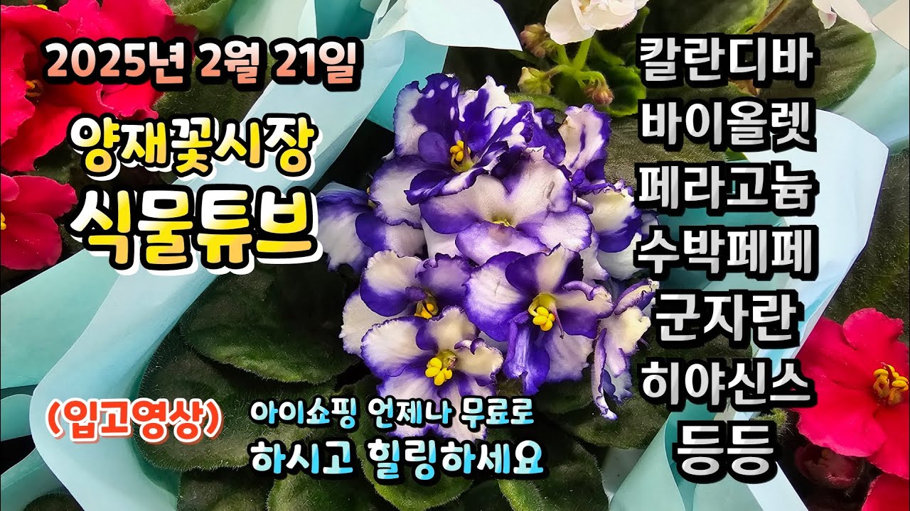대낮의 햇살이 봄처럼 따뜻한 날 어떤 식물들이 입고되었는지 함께 보러가시죠~~  25년 2월 21일  양재꽃시장 식물튜브  #양재꽃시장 #식물튜브 #월동 #관엽 #식물아빠