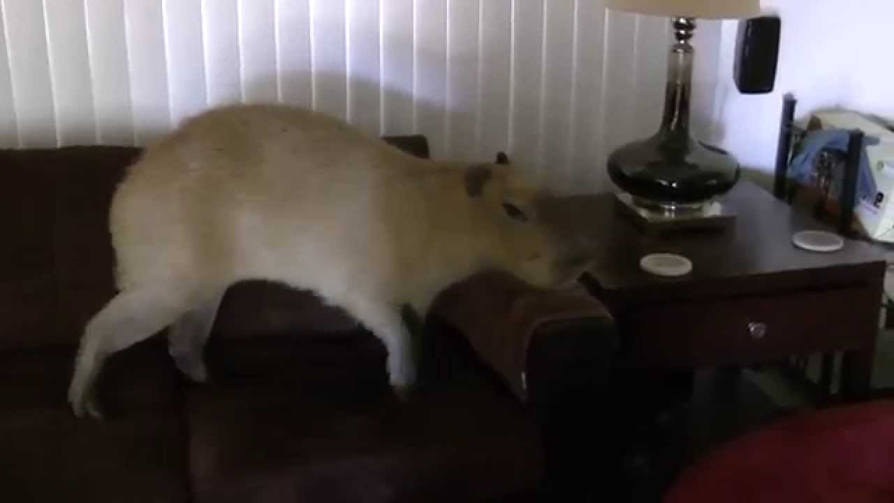 What Capybaras Do When No One Is Looking  カピバラアクション 誰も見ていない