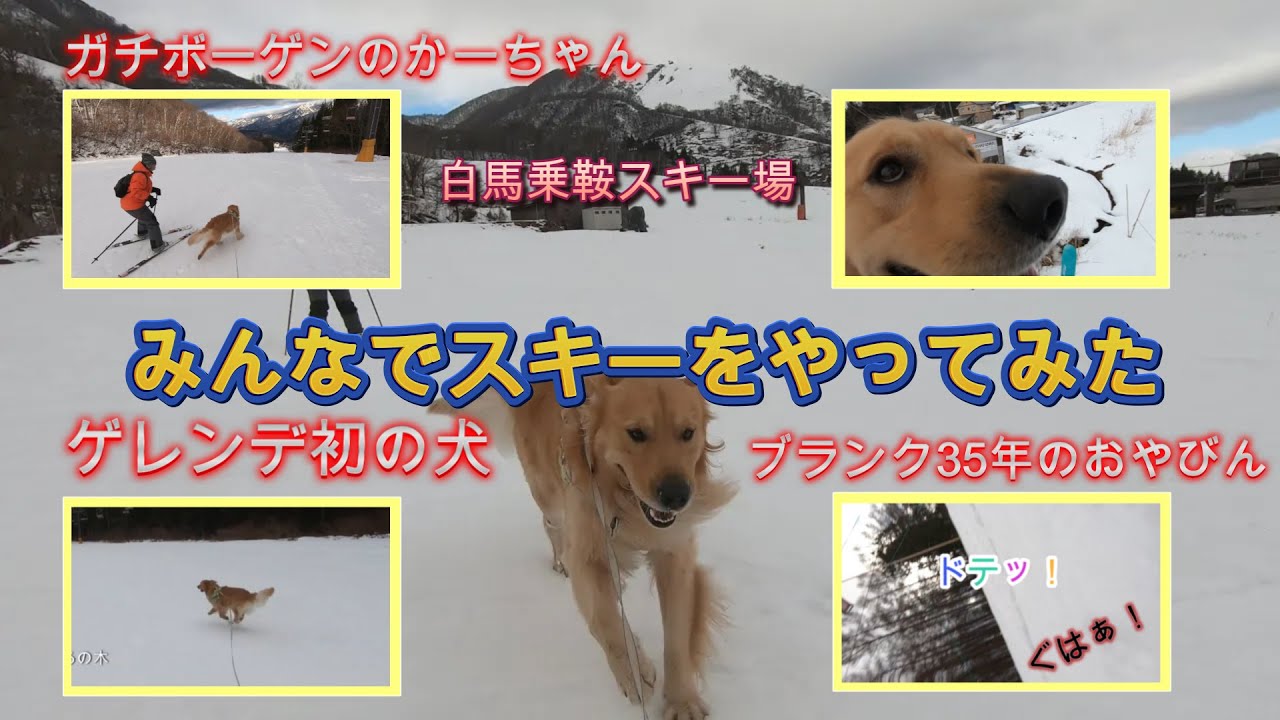 びび太（犬）の冒険　スキー編　白馬乗鞍スキー場　25.12.20
