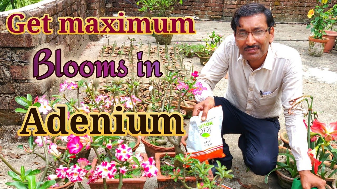How to get Maximum Blooms in Adeniums