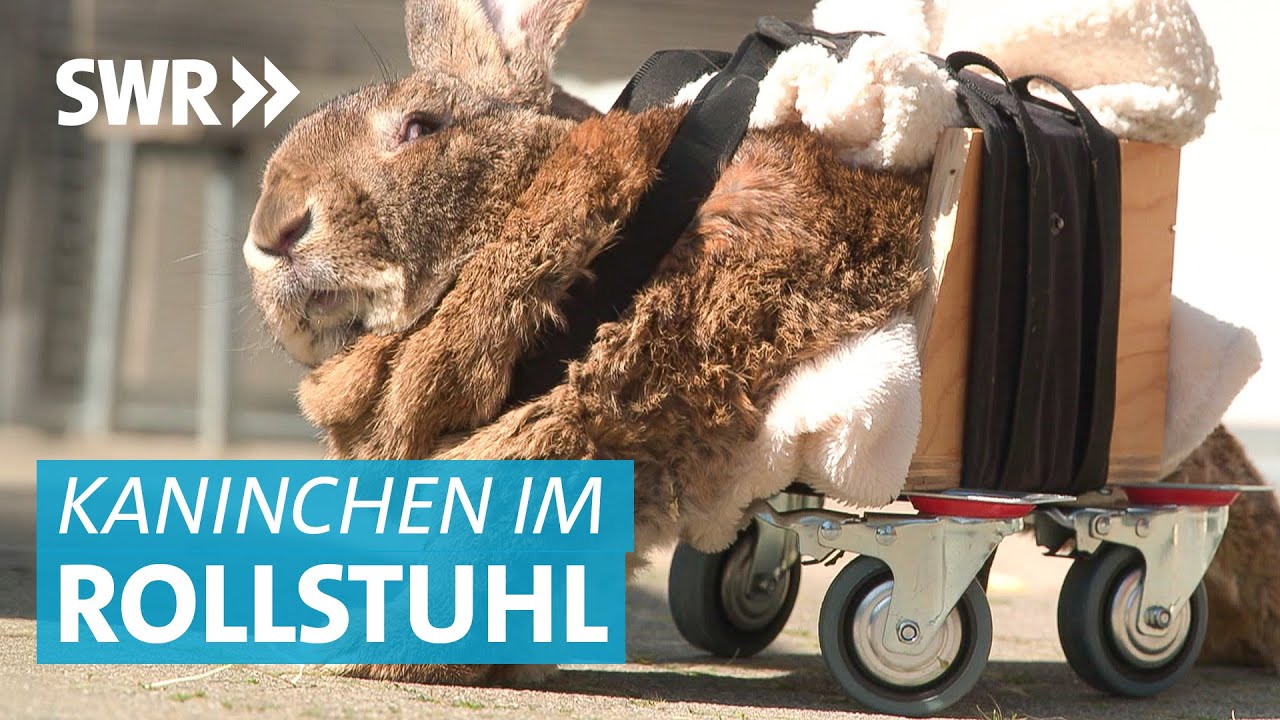 Gelähmtes Kaninchen mit E Cuniculi Infektion bekommt Rollstuhl