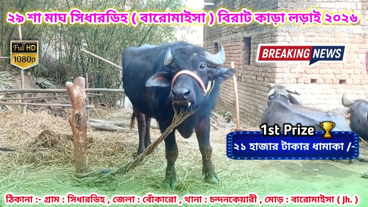 ২৯ শা মাঘ সিধারডিহ বিরাট কাড়া লড়াই ২০২৬ || Sidhardih Kara Larai Update 2026 || New Kala Larai 