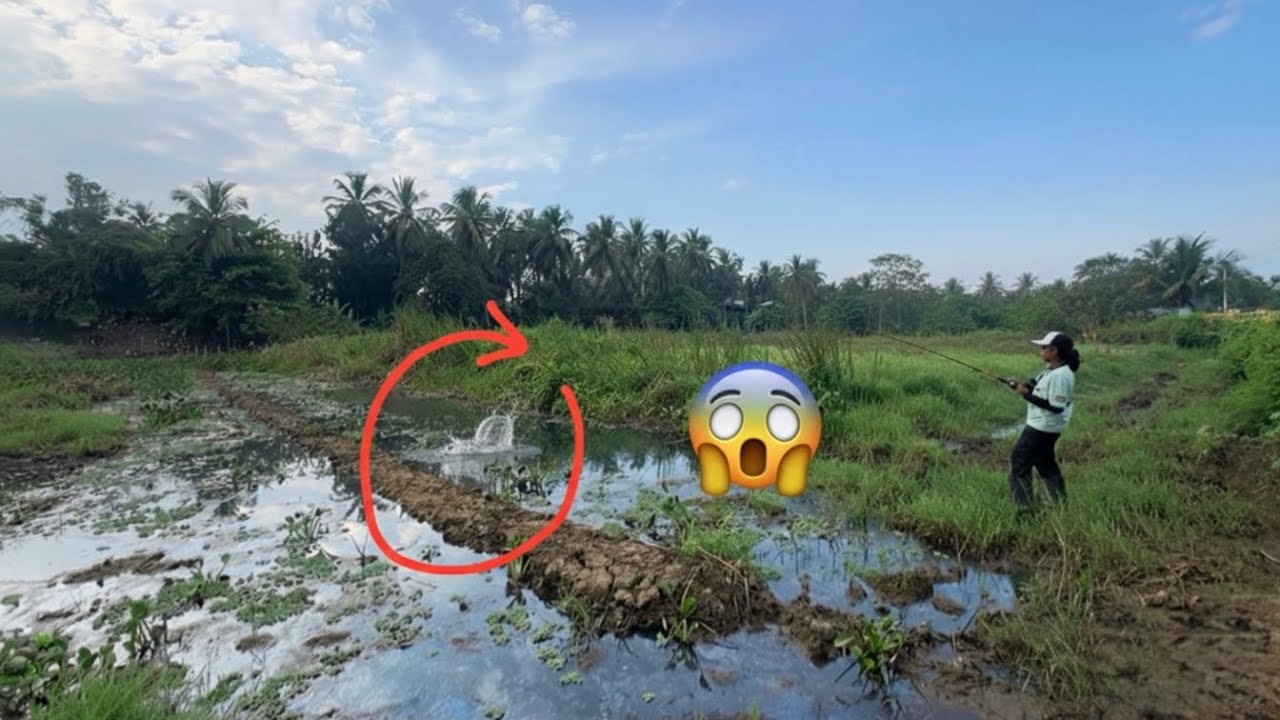 നാടൻ വരാലുകളുടെ തട്ടകത്തിൽ കയറി ചൂണ്ടയിട്ടപ്പോൾ🔥😱| Snakehead fishing kerala #new #fishing #youtube 