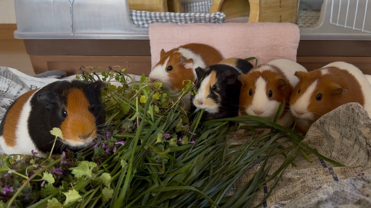 雑草食べるモルモット　イネ科の雑草とホトケノザ　人気はどっち？　最後ににんじん🥕　たぶんにんじんが1番😂　Guinea Pigs Eating Fresh Grass 🌿🐹
