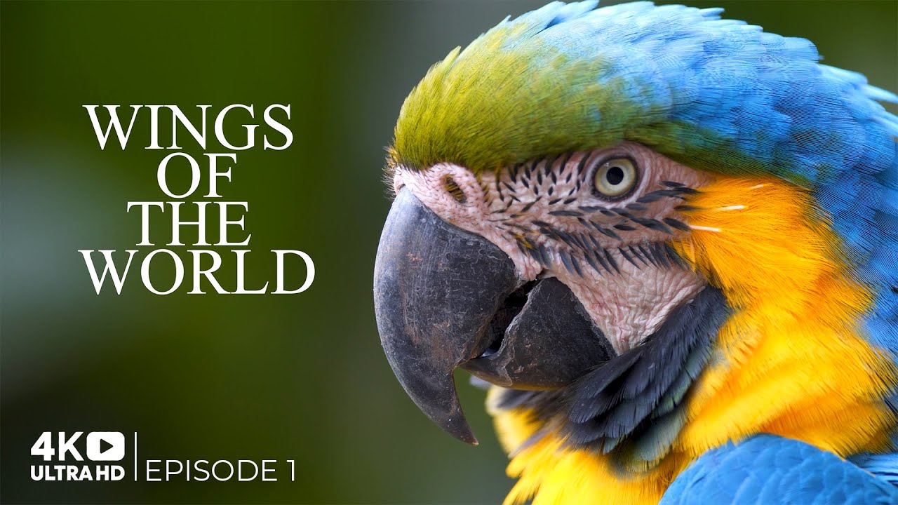 Wings of the World | Birds of South America: A Colorful Journey | Episode 1