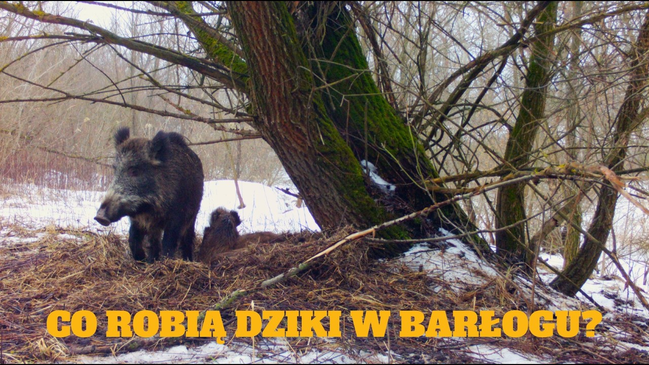 Sekrety zimowego gniazda | Locha i młode nocą i za dnia